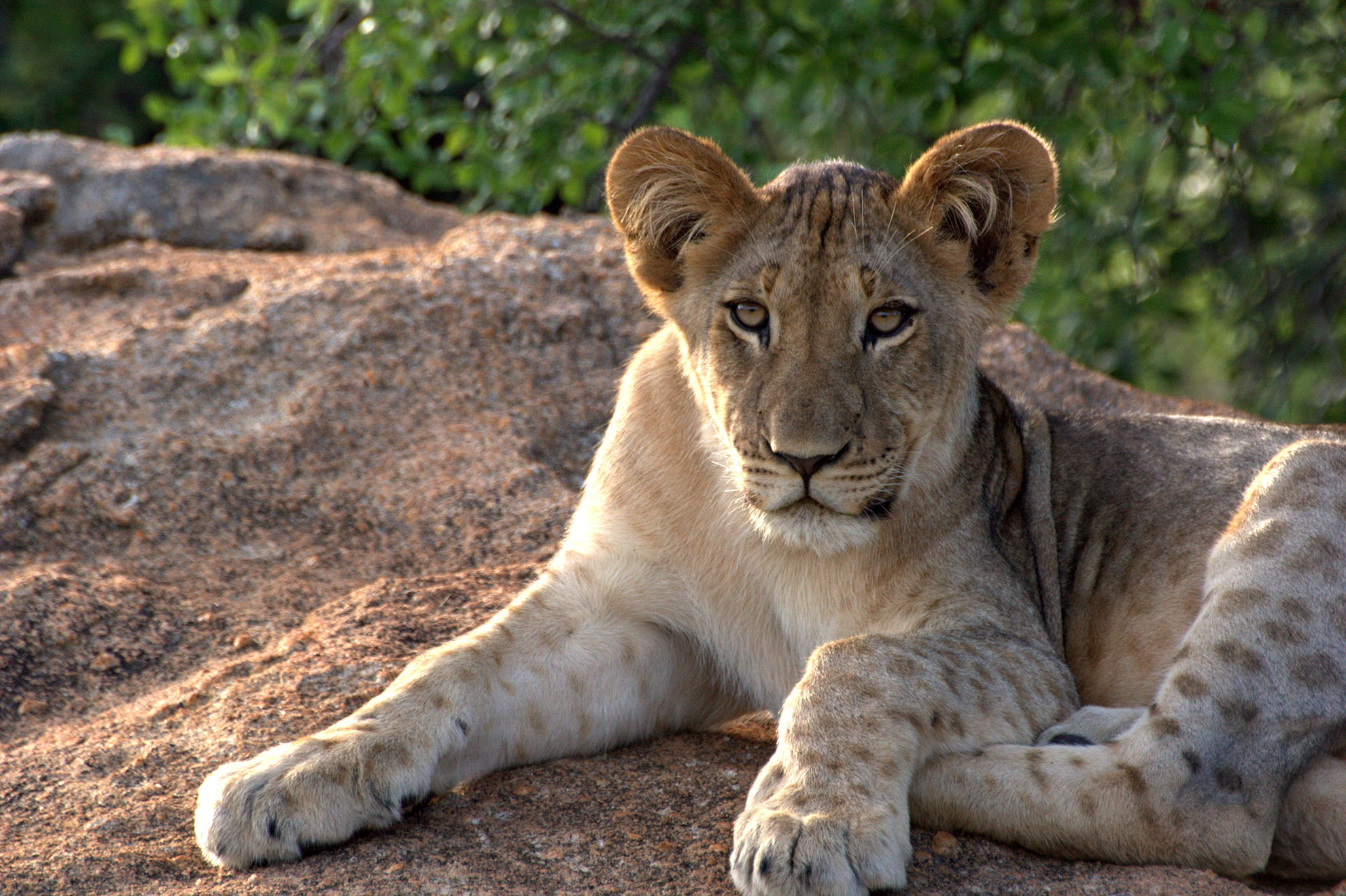 Karongwe-Wildlife-BigFive-5